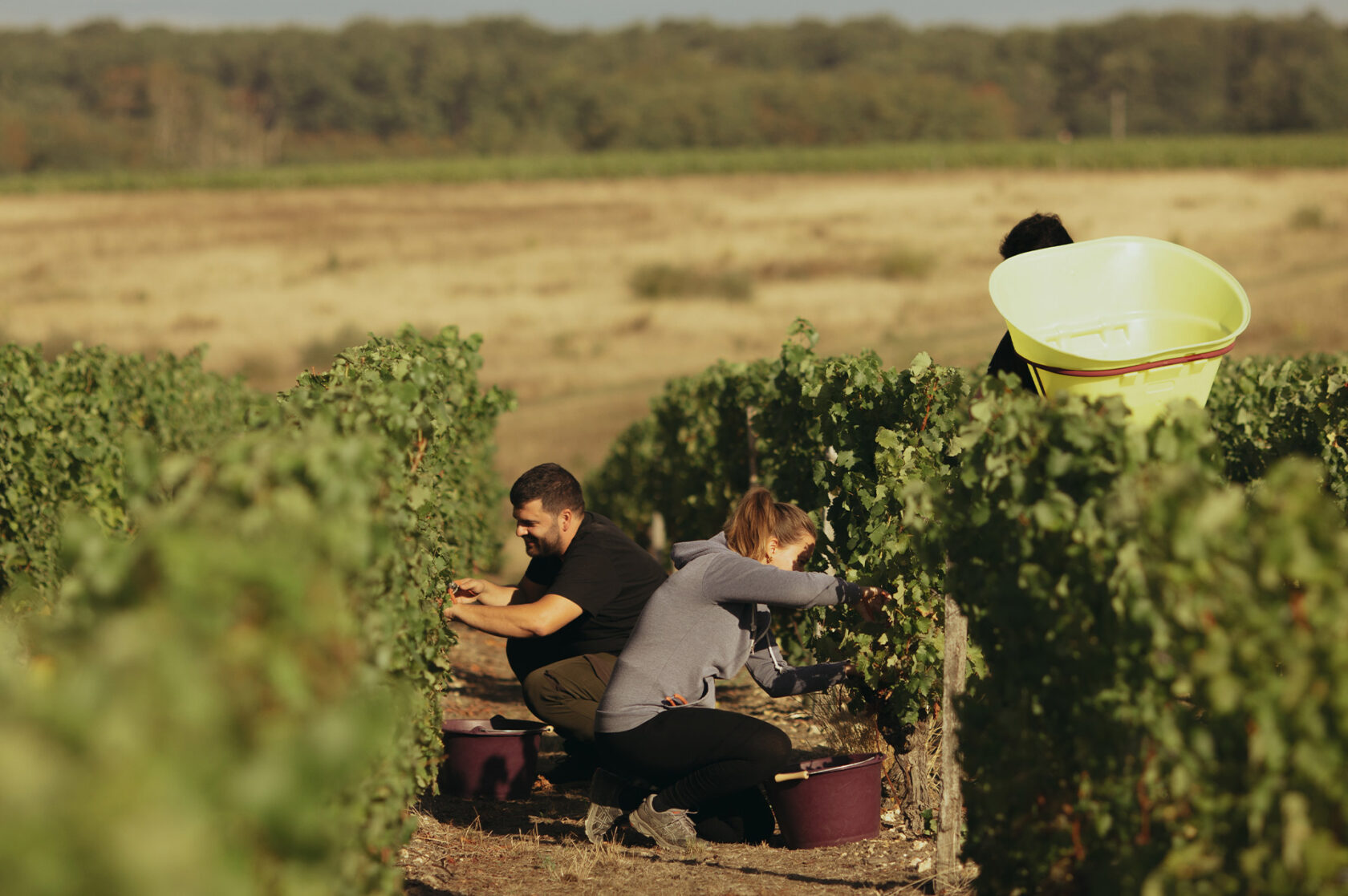Our vineyards J. de Villebois