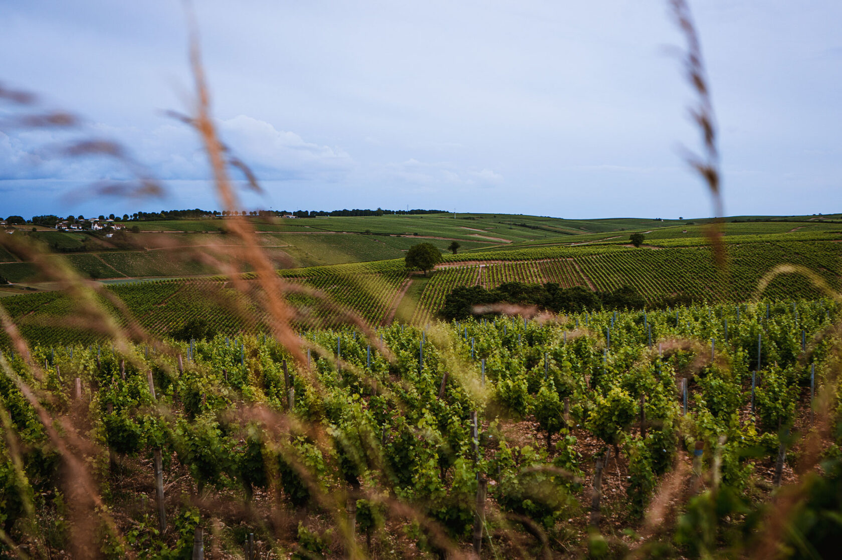 Our vineyards J. de Villebois